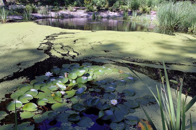 Paysagiste aménagement Sherbrooke La dame du lac bassin nature nénuphar 5