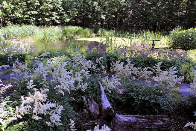 Paysagiste aménagement Sherbrooke La dame du lac fraîcheur bassin astilbe blanche 4