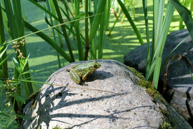 Paysagiste aménagement Sherbrooke La dame du lac grenouille bassin verdure