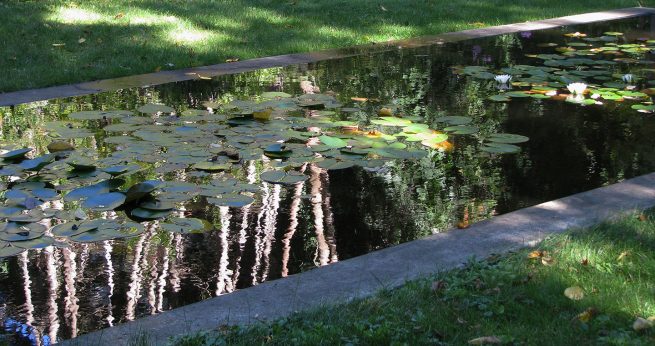 Paysagiste aménagement Sherbrooke Maison Morey reflet bassin béton nénuphar 4
