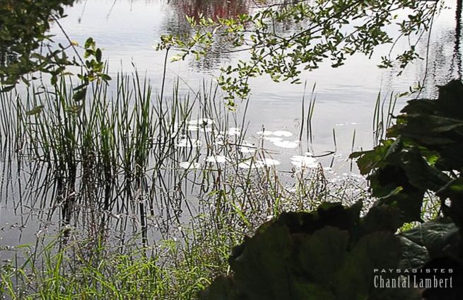 aménagement-étang-1