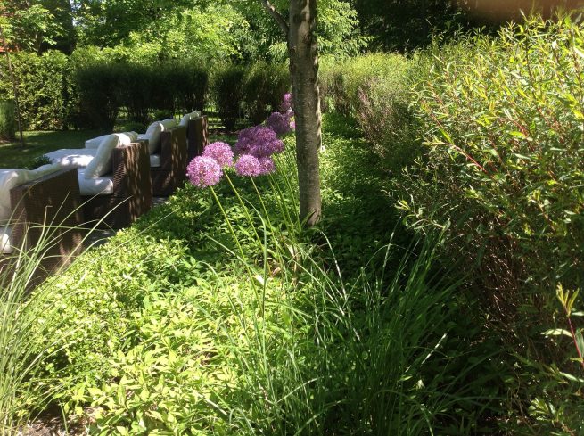 arbre moderne haie taille 3