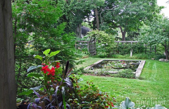 aménagement nénuphar bassin en ciment