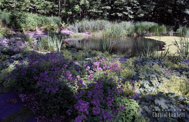 aménagement végétaux étang