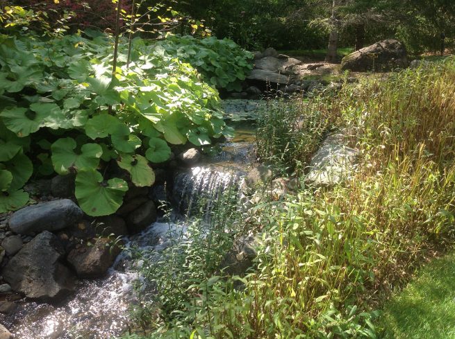 Paysagiste aménagement jardins d'eau cascade chute d'eau verdure