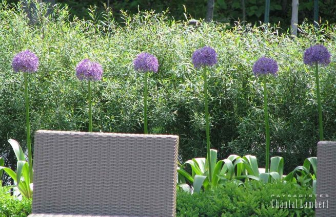 Plantation ail décoratif