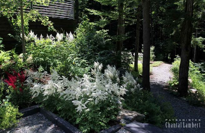 plantation massif d'astilbe