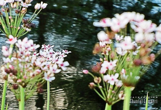 plantes aquatiques étang et bassin