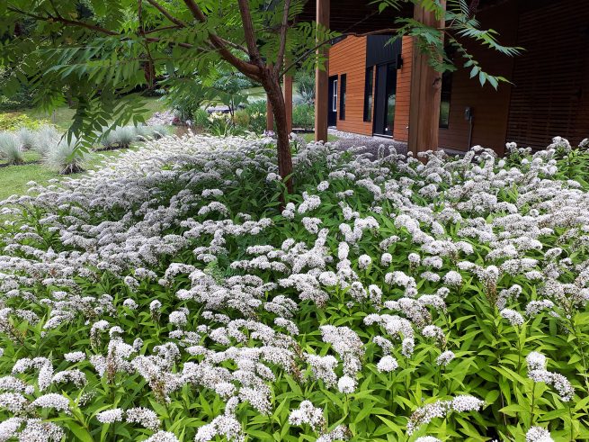 massif de vivace blanche moderne