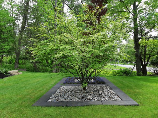 Arbre en plantation zen