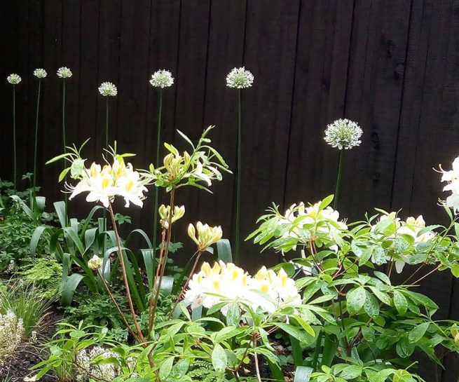 plate-bande aménagée en bordure de maison