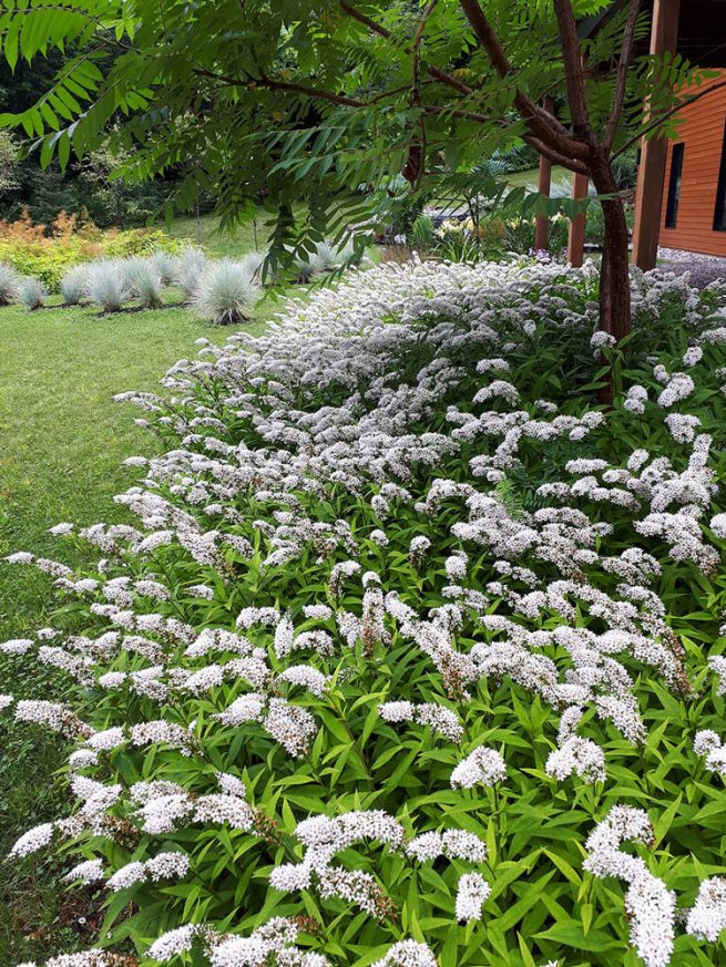 massif de vivace blanche moderne